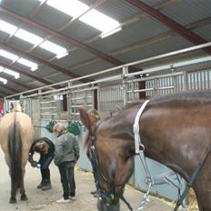 Anden særlig race Magic