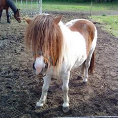 Shetlænder Dixi *tilrider/rider*