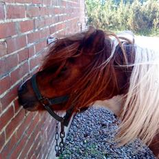 Shetlænder Dixi *tilrider/rider*