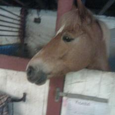 Anden særlig race Picasso!<3 - savnet.