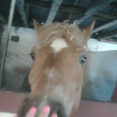 Anden særlig race Picasso!<3 - savnet.