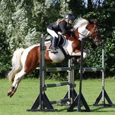 Pinto SIR PATRICK B-pony 