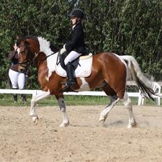 Pinto SIR PATRICK B-pony 