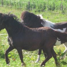 Shetlænder CIRKELINE