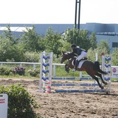 Hollandsk Sportspony k.c van de connickserve ( Robin)