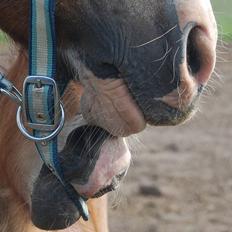 Welsh Pony af Cob-type (sec C) AROSFADEG WELSH LADY