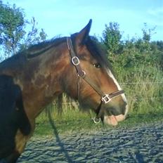 Irish Cob Bart