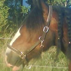 Irish Cob Bart