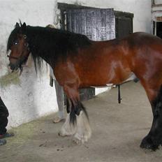 Irish Cob Bart