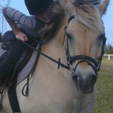 Anden særlig race Fenrik<3 tidl. rideskole*