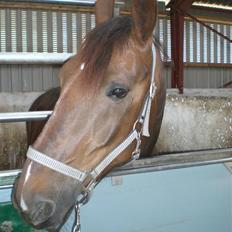 Anden særlig race Magic