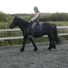 Welsh Cob (sec D) Milo