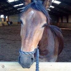 Pinto Squaws Last Mohican