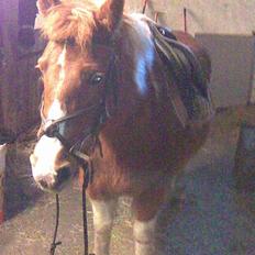 Anden særlig race Aloha Tahiti..<3 Lånt:)<3