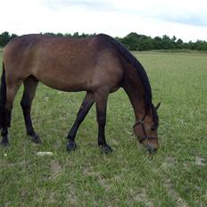 Pinto Squaws Last Mohican