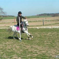 Welsh Mountain (sec A) Bjerregaards-Lillepigen "soulmate"