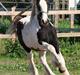 Irish Cob Sir Lancelot of Irish