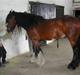 Irish Cob Bart