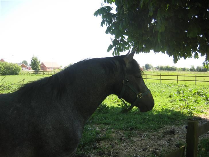 Connemara Elmelys Jerico - Jerico nyder skyggen en varm sommerdag billede 4