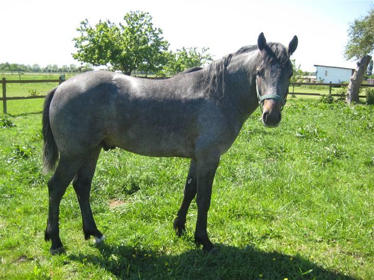 Connemara Elmelys Jerico - Jerico 2 år billede 5