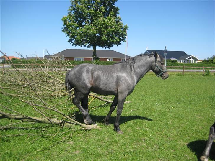 Connemara Elmelys Jerico - Dejligt med en gren at klø sig på billede 6