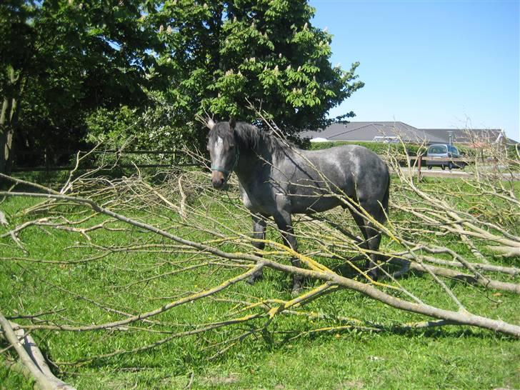 Connemara Elmelys Jerico - Ingen skov, men et fældet træ kan bruges til meget billede 7