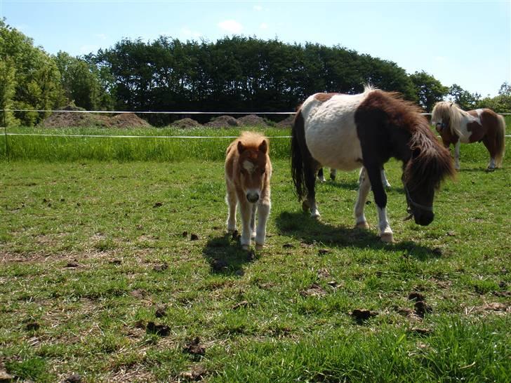 Miniature Filur billede 6