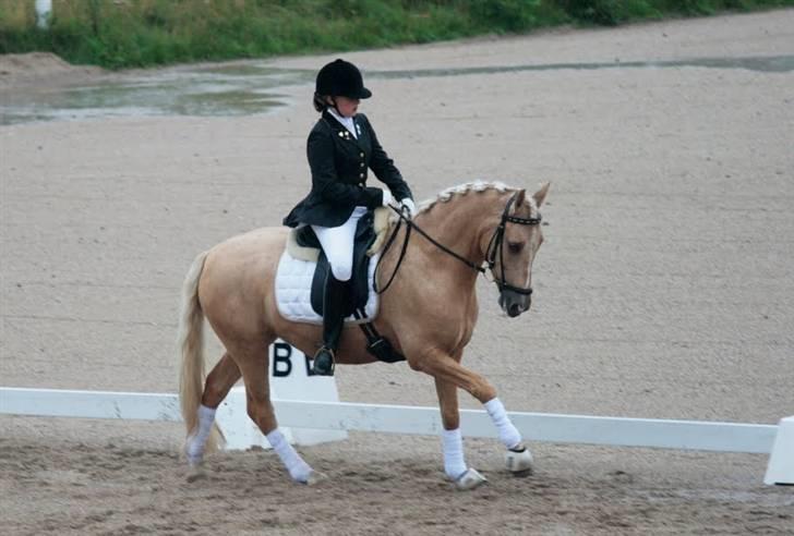 Tysk Sportspony Golden Dream - galop(: -uha, farlig vandpyt. billede 15