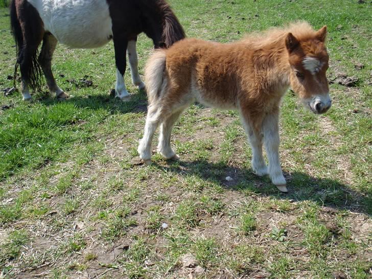 Miniature Filur billede 7