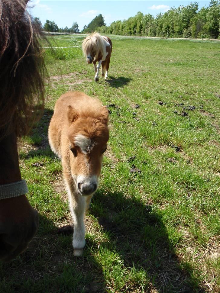 Miniature Filur billede 8