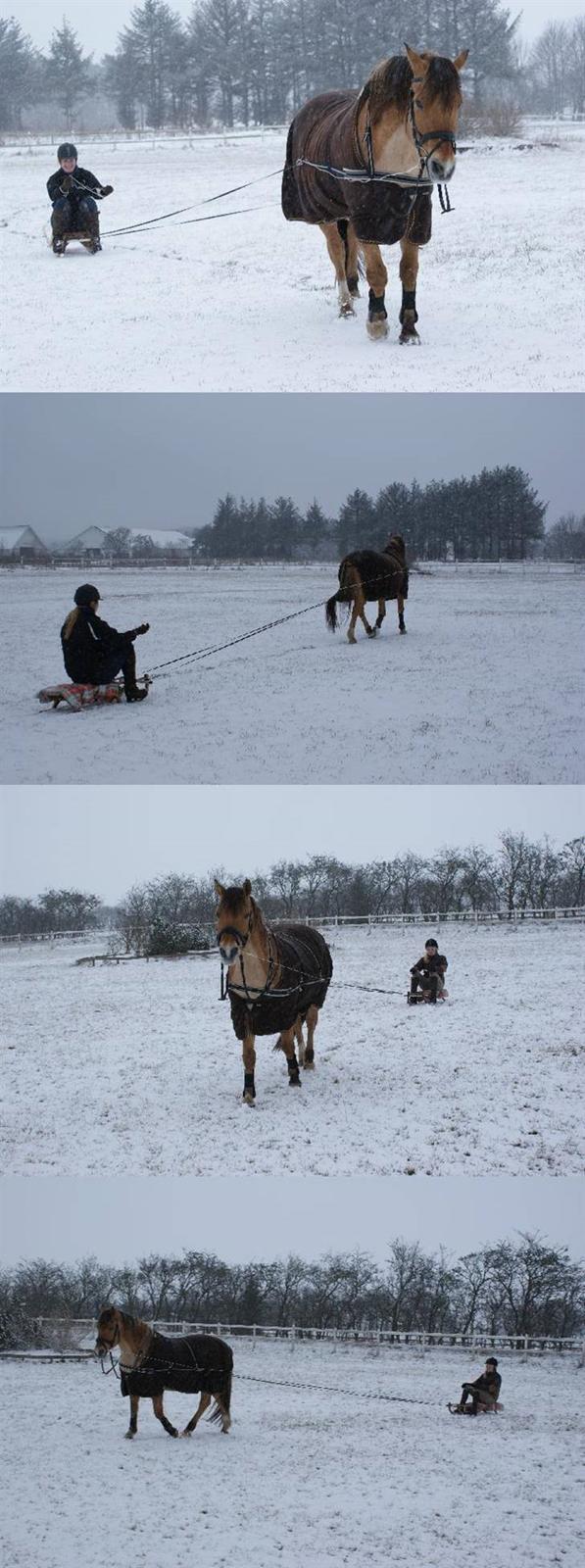 Anden særlig race Ivan RIP - Min dygtige pony :D  Det var bare suuuuper sjovt!! :D:D:D (Vinter 2008) [Fotograf: min mor] billede 14