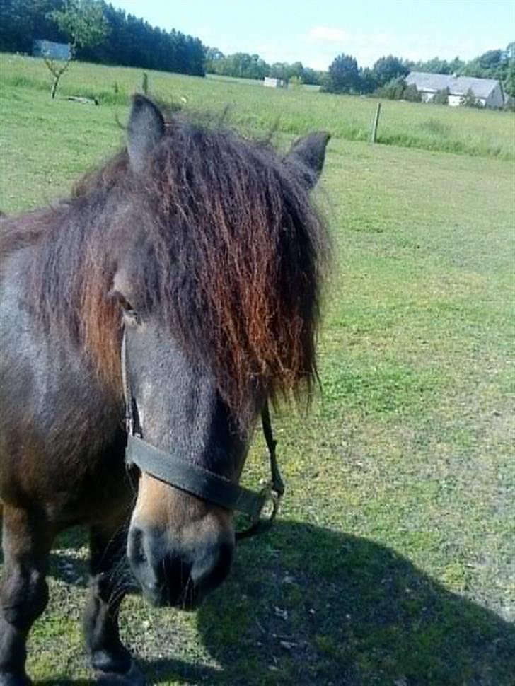 Anden særlig race Lars  - velkommen til bette lars´s profil :-) håber virkelig i stemmer ham ind :-) billede 1