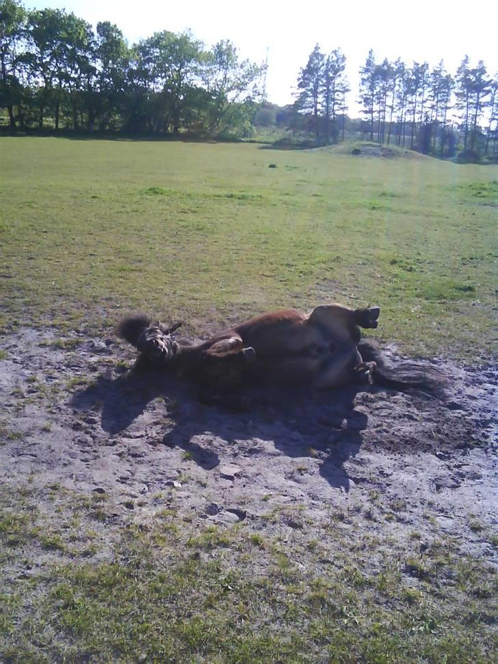Anden særlig race Lars  billede 2
