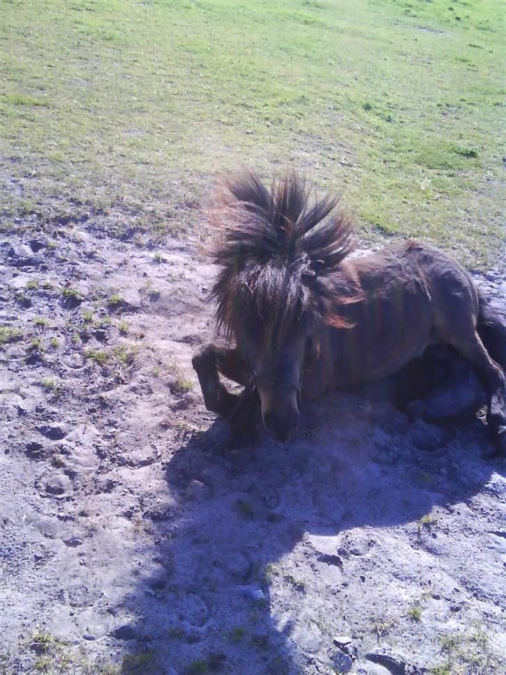 Anden særlig race Lars  billede 3