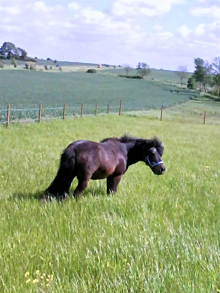 Anden særlig race Lars  billede 4