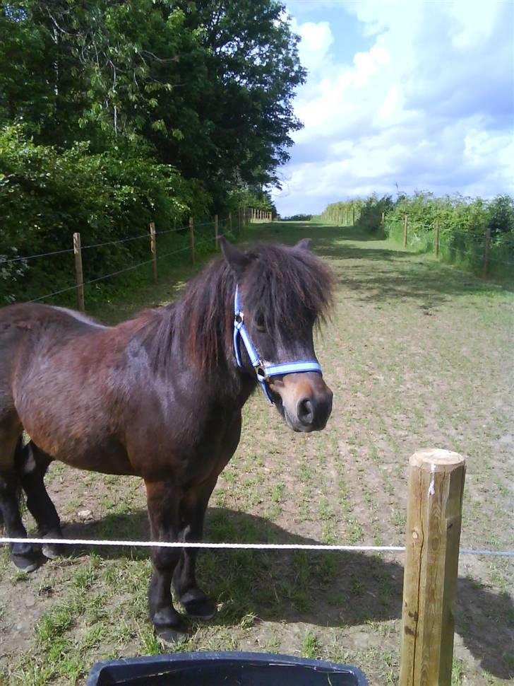 Anden særlig race Lars  billede 5