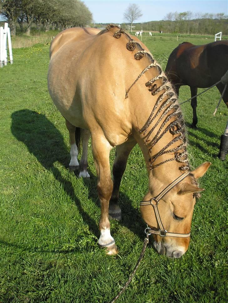 Anden særlig race Ivan RIP - Ivan klar til distanceridning i Dronninglund (2. maj 2009) billede 15