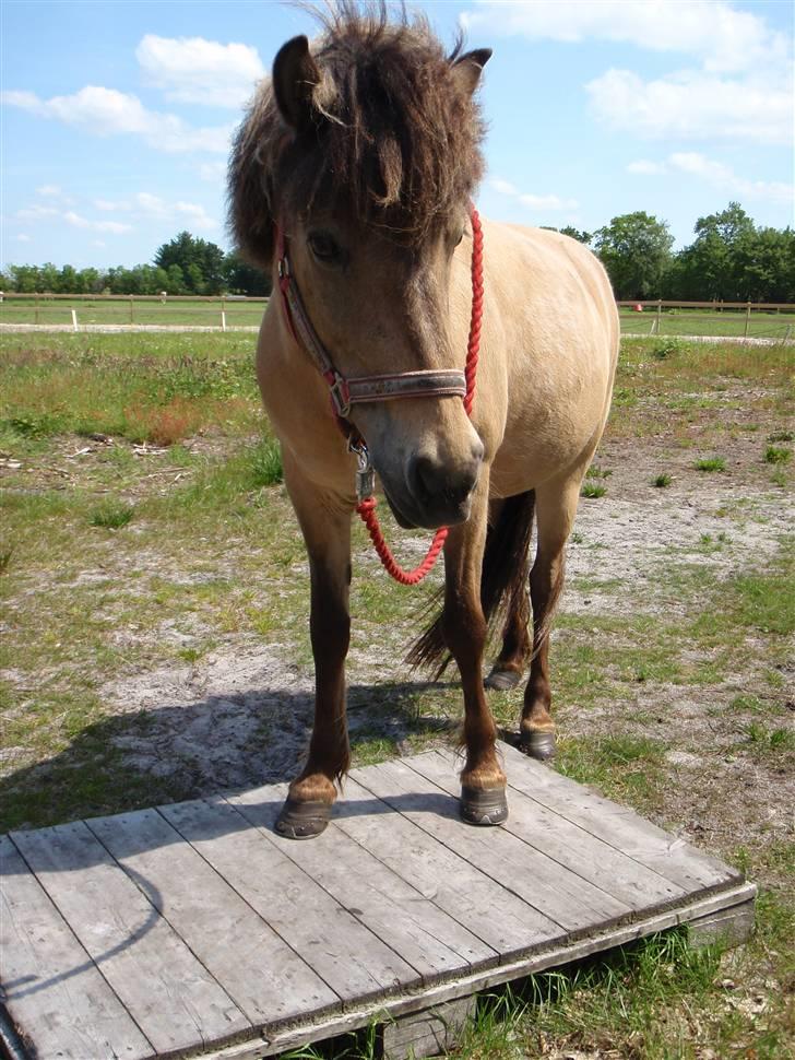 Islænder sóley fra Dalgård billede 8