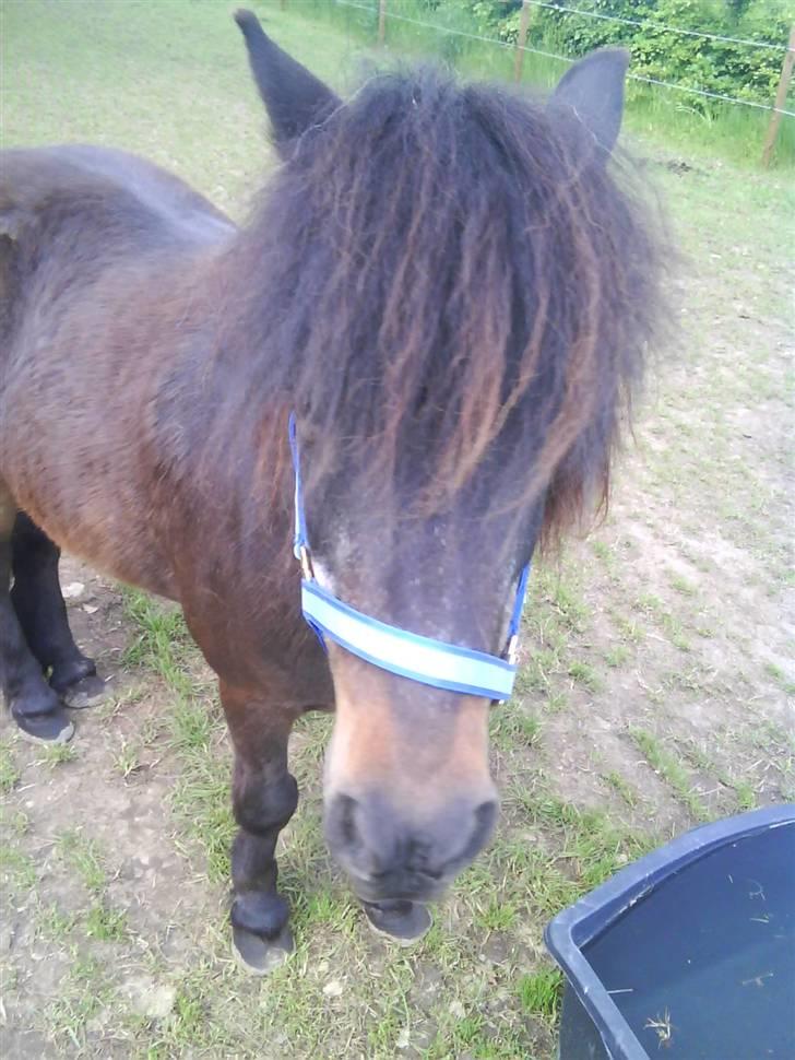 Anden særlig race Lars  billede 6