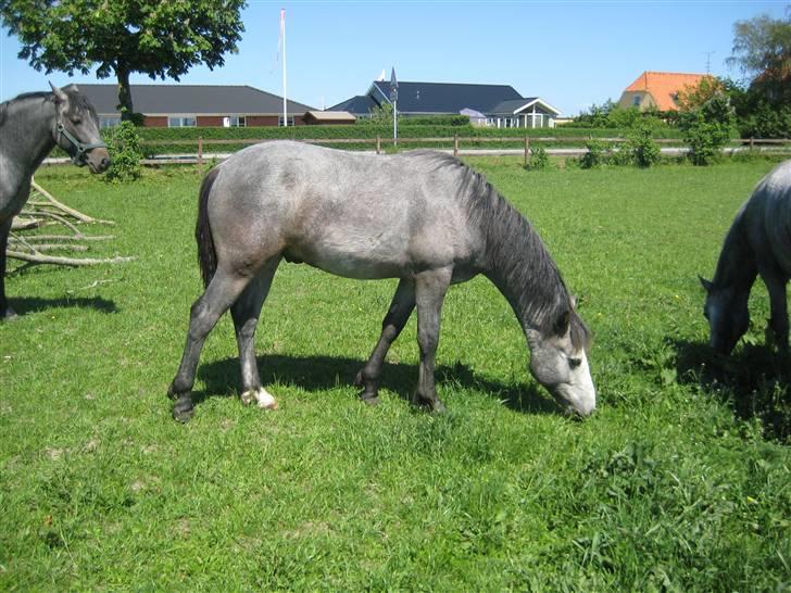 Connemara Elmelys Jack - Jack 1 år billede 1