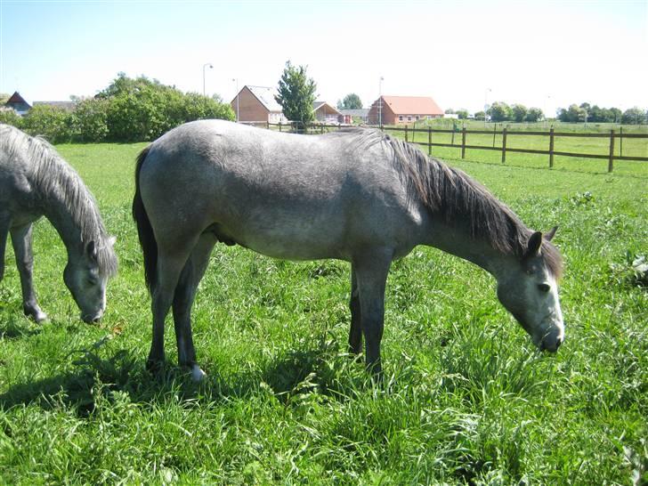 Connemara Elmelys Jack - Nyder sommeren billede 2