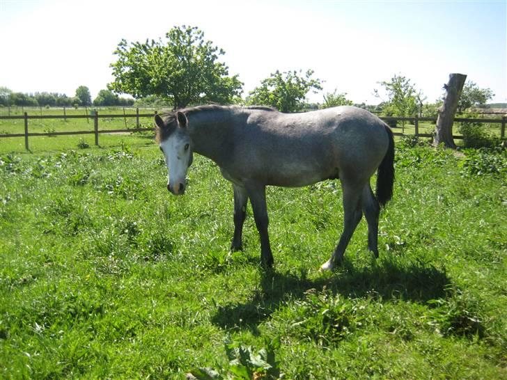Connemara Elmelys Jack - Hej fik lige tid til at kikke op billede 3