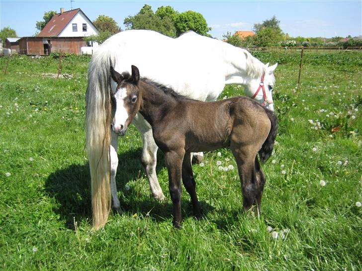 Connemara Elmelys Jack - Her et par dage gammel billede 4