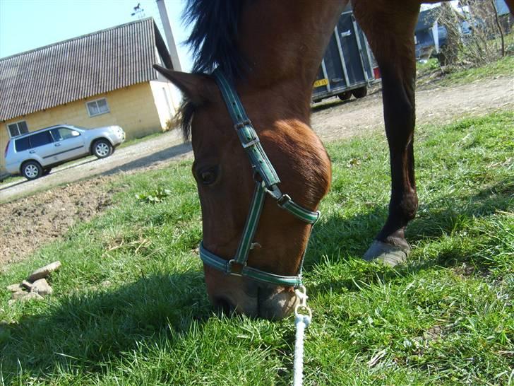 DSP Manilla M solgt billede 14