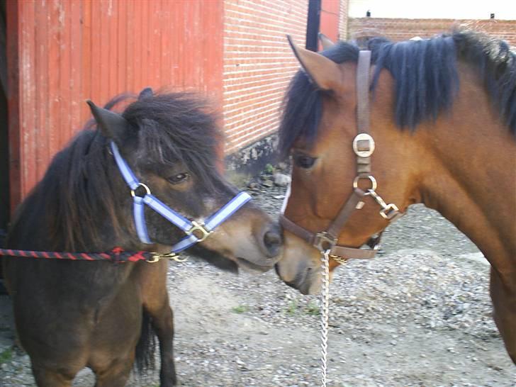 Anden særlig race Lars  billede 7