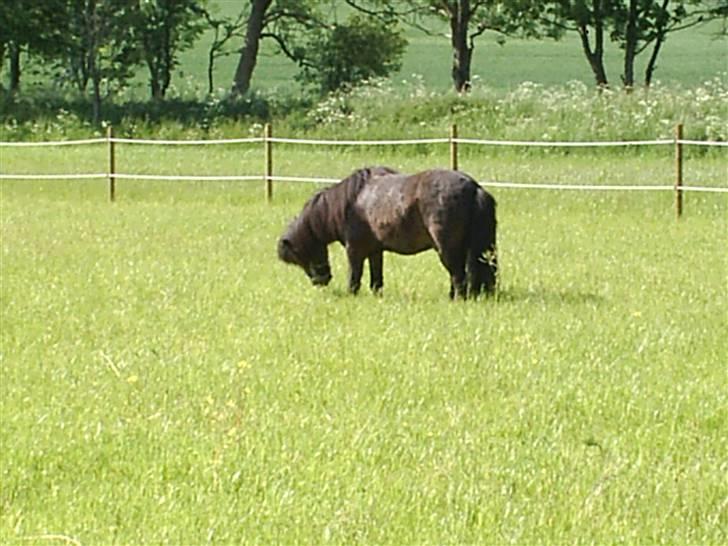 Anden særlig race Lars  billede 8