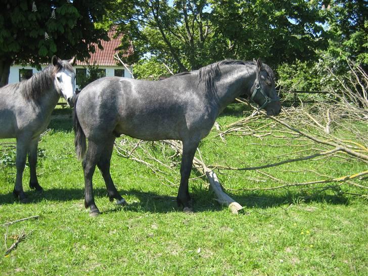 Connemara Elmelys Jack - Mig og min storebror billede 5