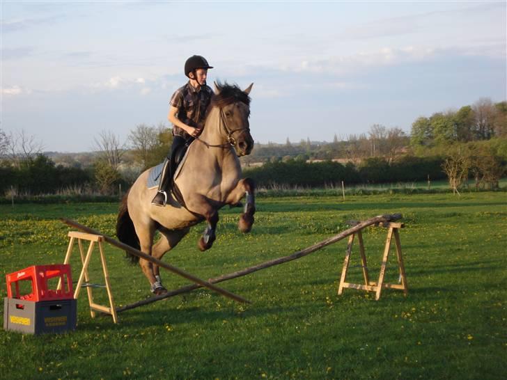 Anden særlig race Søstrenegaards Milla billede 16