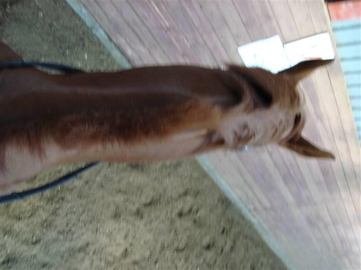 Dansk Varmblod Midtgaards Monty R.I.P billede 13