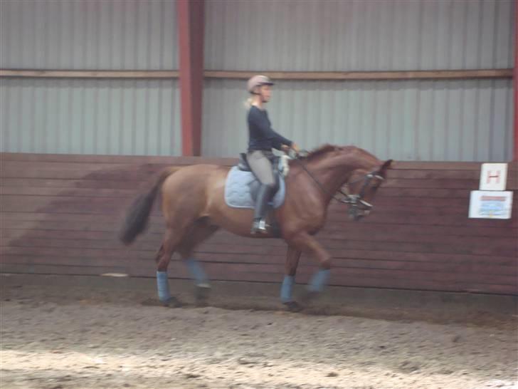 Dansk Varmblod Midtgaards Monty R.I.P billede 14